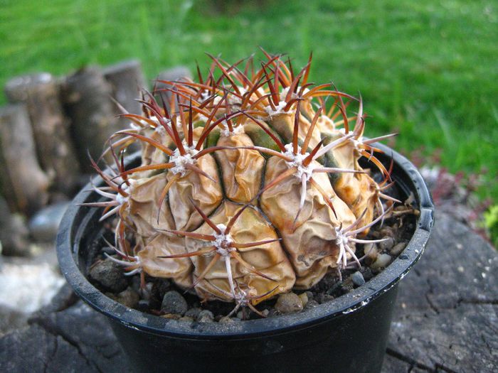 Mai 2013 - Gymnocalycium pflanzii