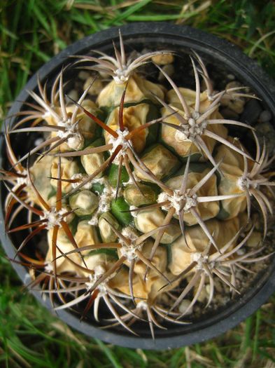 Septembrie 2013 - Gymnocalycium pflanzii