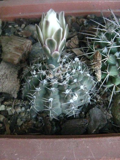 Iunie 2013 - Gymnocalycium ragonesei