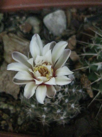 Iunie 2013 - Gymnocalycium ragonesei