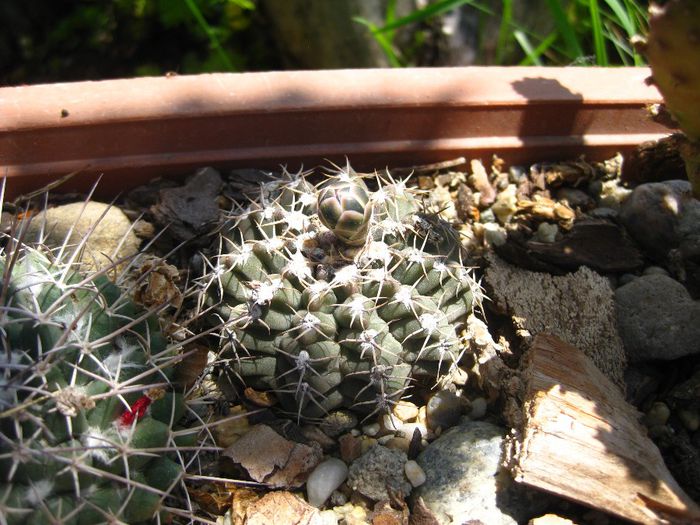 Iunie 2013 - Gymnocalycium ragonesei