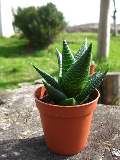 Martie 2013 - Haworthia limifolia