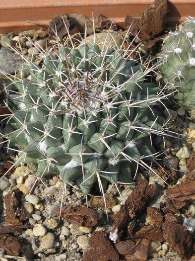 Martie 2012 - Mamillaria centricirha