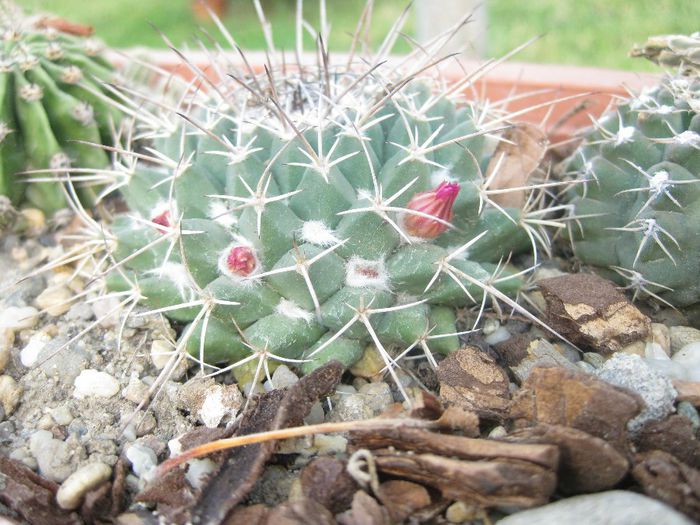 Iunie 2012 - Mamillaria centricirha