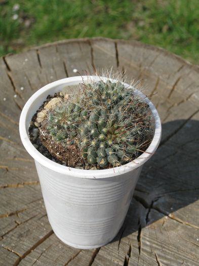 Martie 2012 - Mammillaria bocasana