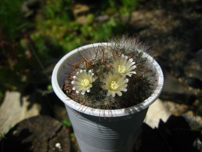 Iunie 2013 - Mammillaria bocasana