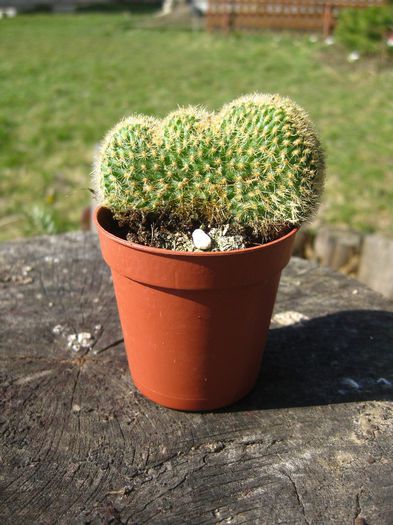 Martie 2013 - Mammillaria elongata fma cristata