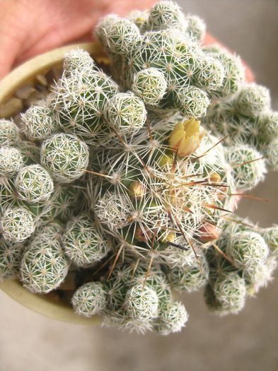 Octombrie 2012 - Mammillaria Grasillis1