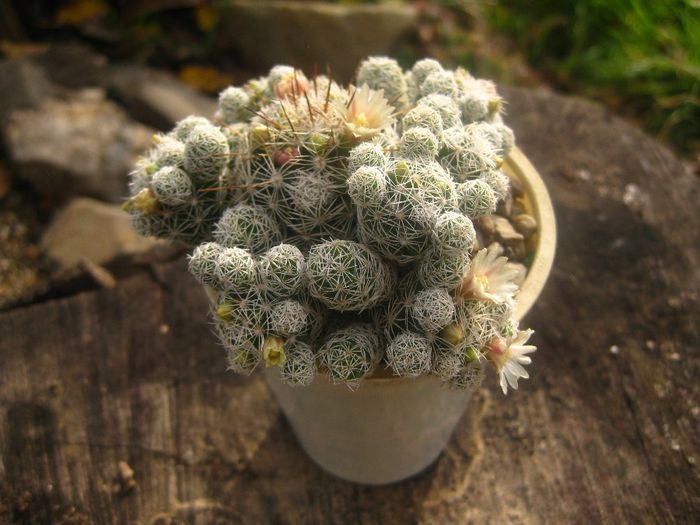 Noiembrie 2012 - Mammillaria Grasillis1