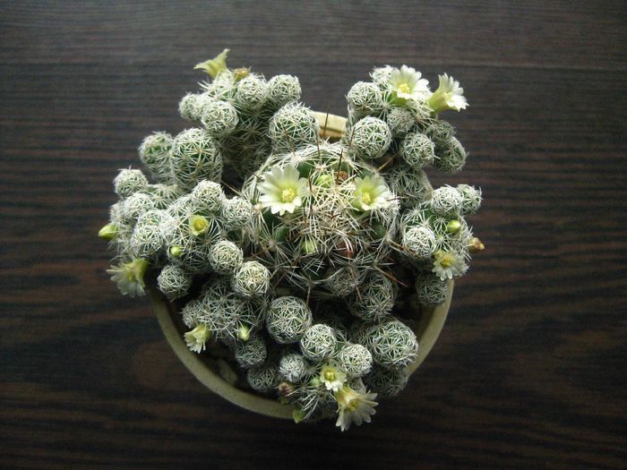 Noiembrie 2012 - Mammillaria Grasillis1