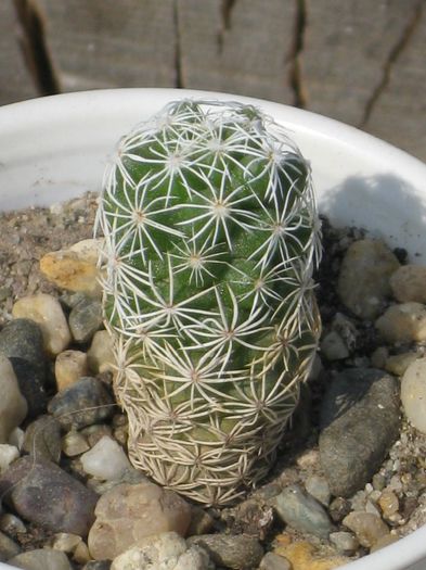 Martie 2012 - Mammillaria Grasillis 2