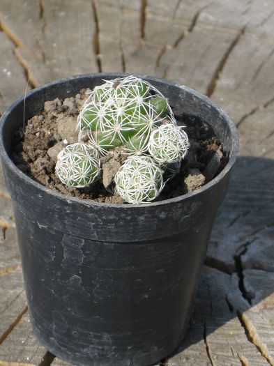 Martie 2012 - Mammillaria Grasillis 3