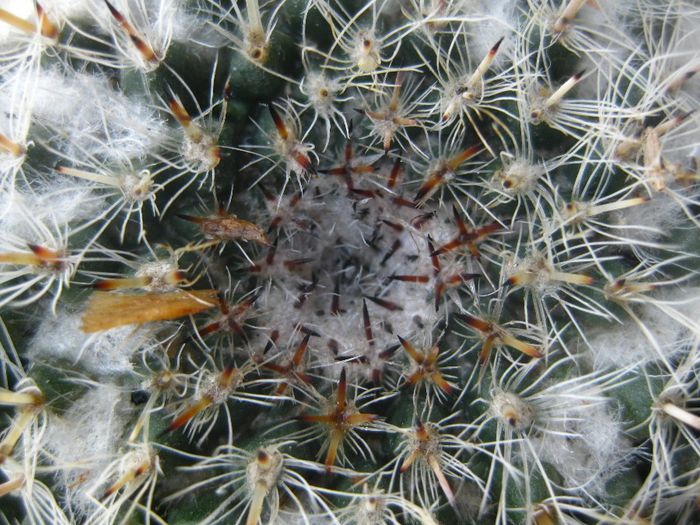 Iunie 2013 - Mammillaria hahniana