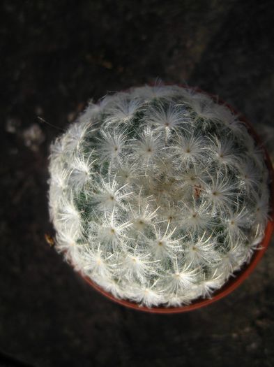 Noiembrie 2012 - Mammillaria plumosa