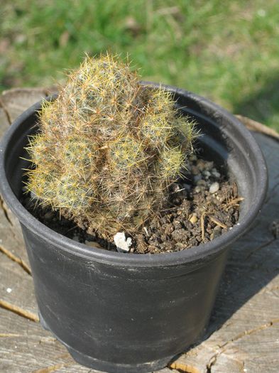 Martie 2012 - Mammillaria prolifera