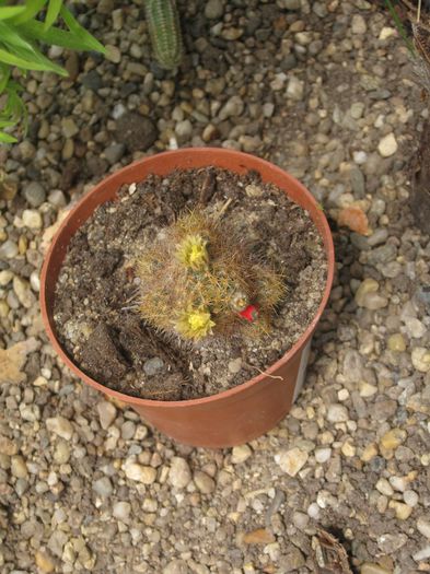 Iunie 2012 - Mammillaria prolifera