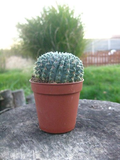 Noiembrie 2012 - Notocactus buiningii