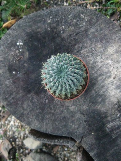 Noiembrie 2012 - Notocactus buiningii