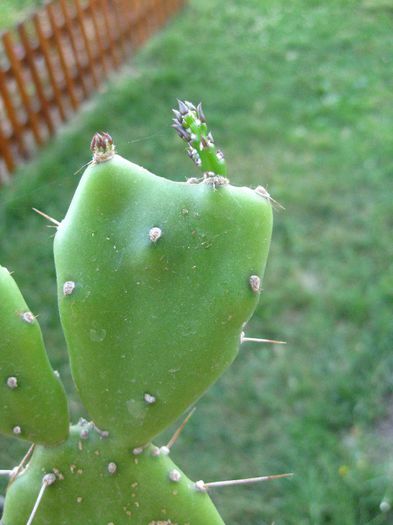 iulie 2013 - Opuntia anacantha