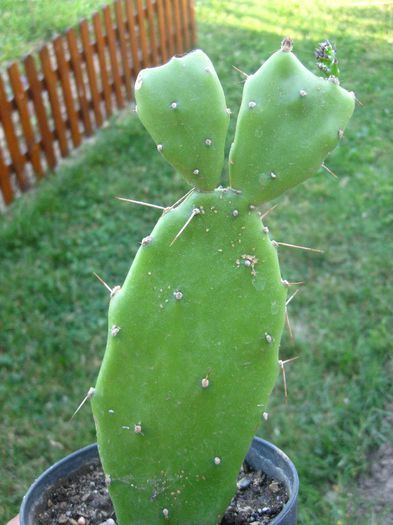 Iulie 2013 - Opuntia anacantha