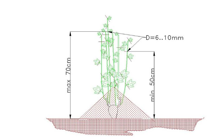 fig 5; Pregatirea portaltoiului
