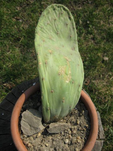 Martie 2012 - Opuntia ficus-indica 3