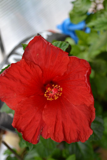 DSC_3915 - aaa-Hibiscus 2013