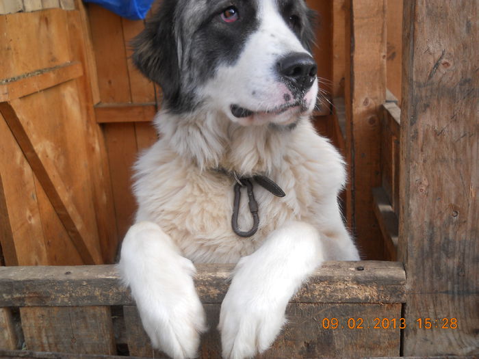 DSCN1347; Catelusa prietenului meu
