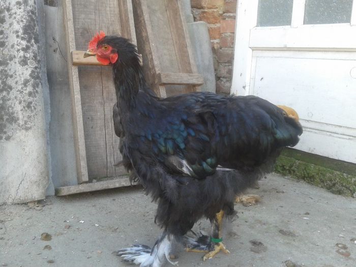 2013-09-20 14.58.37 - 2013 P