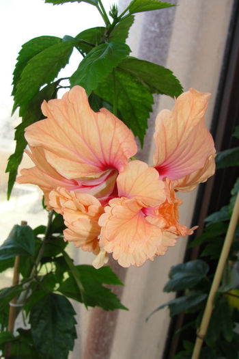  - Hibiscus-3