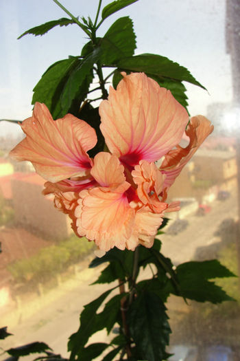  - Hibiscus-3