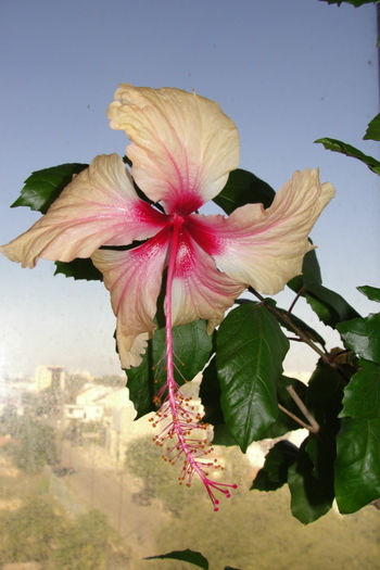  - Hibiscus-3