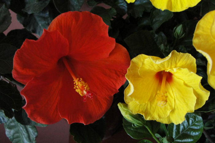  - Hibiscus-4
