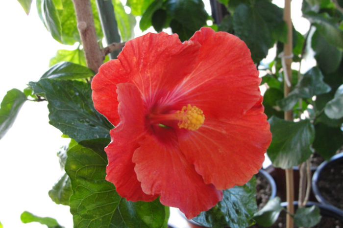  - Hibiscus-4