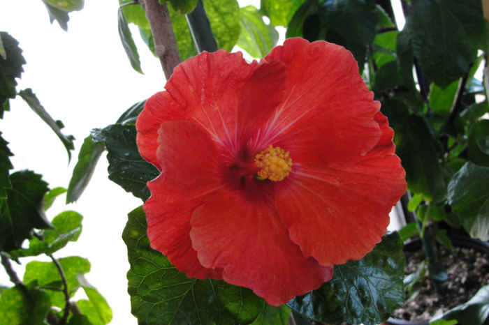  - Hibiscus-4