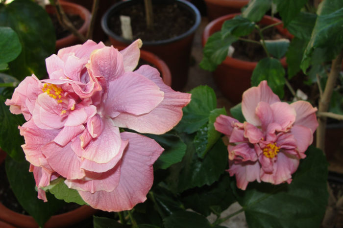  - Hibiscus-4