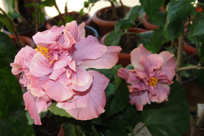  - Hibiscus-4