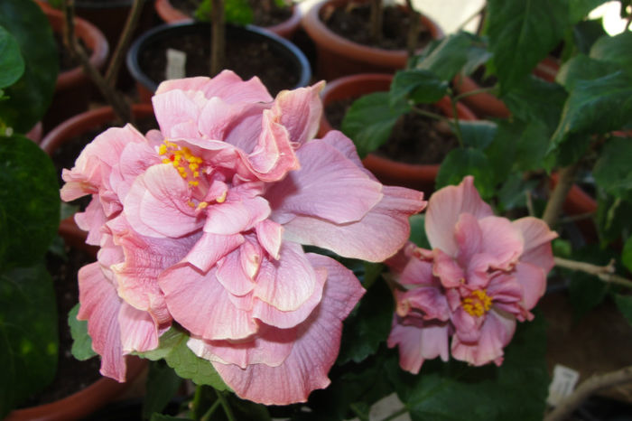  - Hibiscus-4