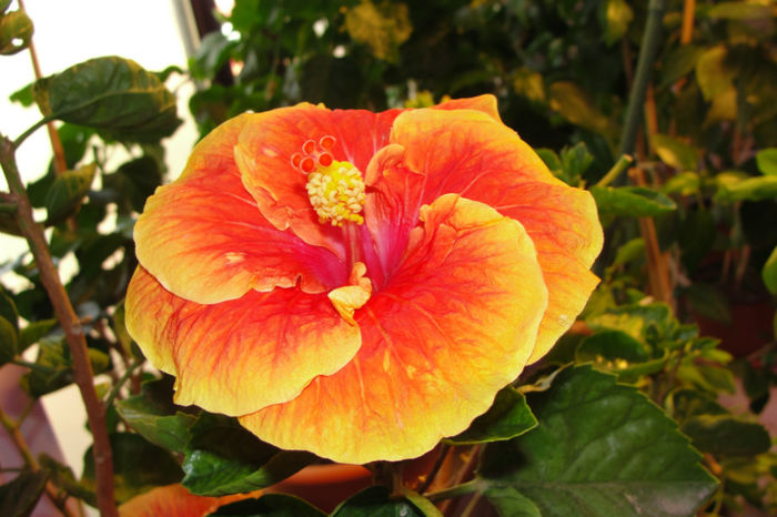  - Hibiscus-4