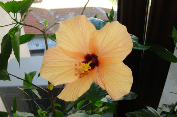  - Hibiscus-4