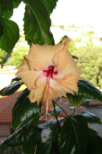  - Hibiscus-4