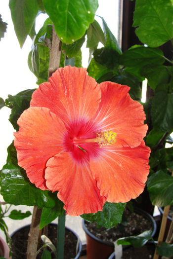 - Hibiscus-4