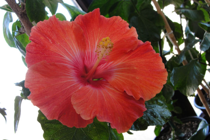 - Hibiscus-4