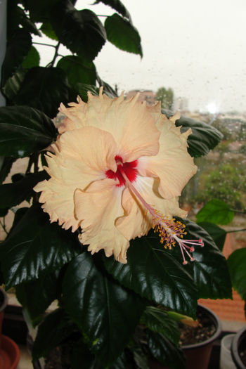 Sprinkle Rain - Hibiscus-4