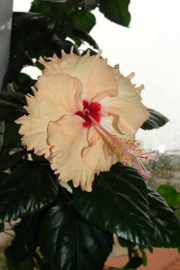  - Hibiscus-4