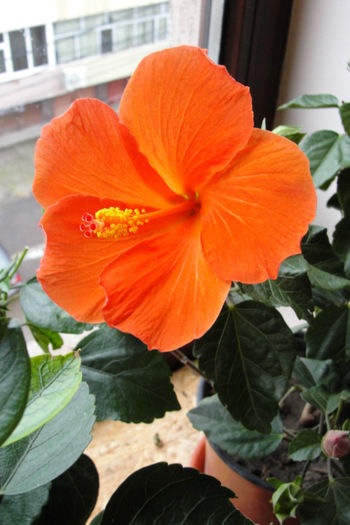  - Hibiscus-4