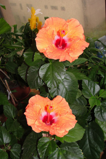  - Hibiscus-4
