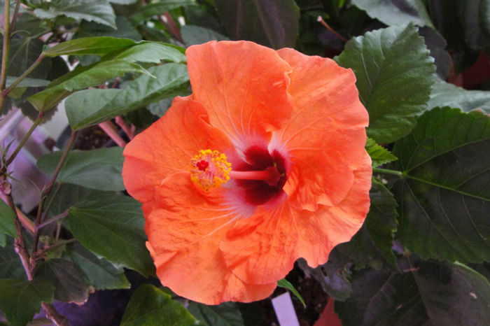  - Hibiscus-4