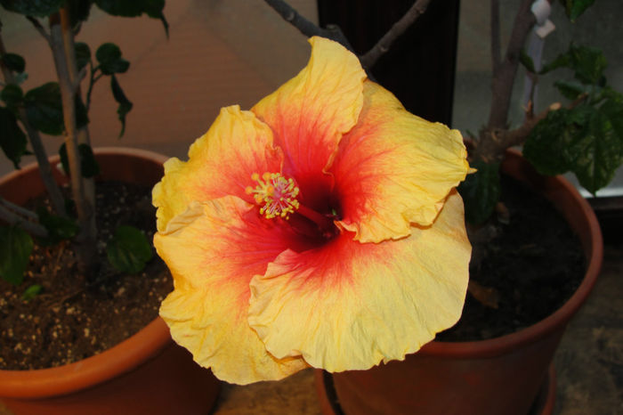  - Hibiscus-4