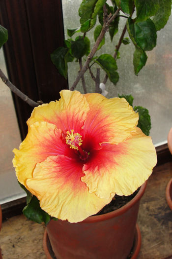  - Hibiscus-4